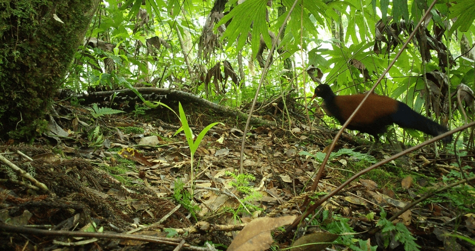 "Я відчув, що знайшов єдинорога": вчений сфотографував голуба-фазана, якого 140 років вважали вимерлим
